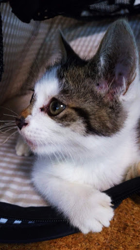 結納に相応しいワンピースとは ワンピースの選び方と おすすめブランド